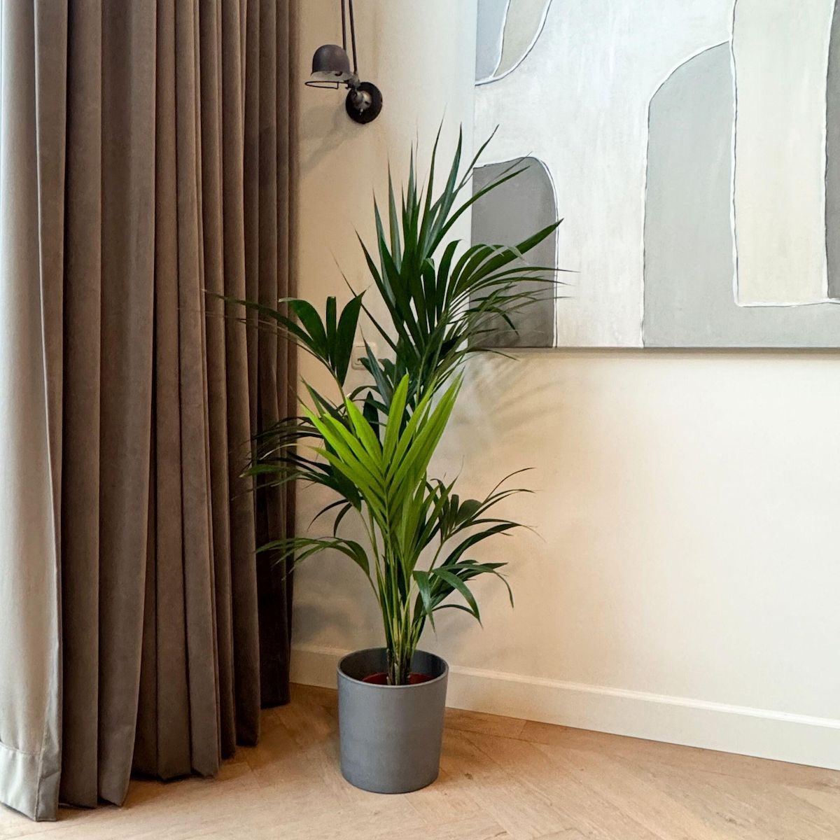 PLANT IN A BOX Palmier Kentia - Howea forsteriana - Hauteur 130-140cm - ⌀21cm