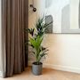 Voir la diapositive 4 : PLANT IN A BOX Palmier Kentia - Howea forsteriana - Hauteur 130-140cm - ⌀21cm