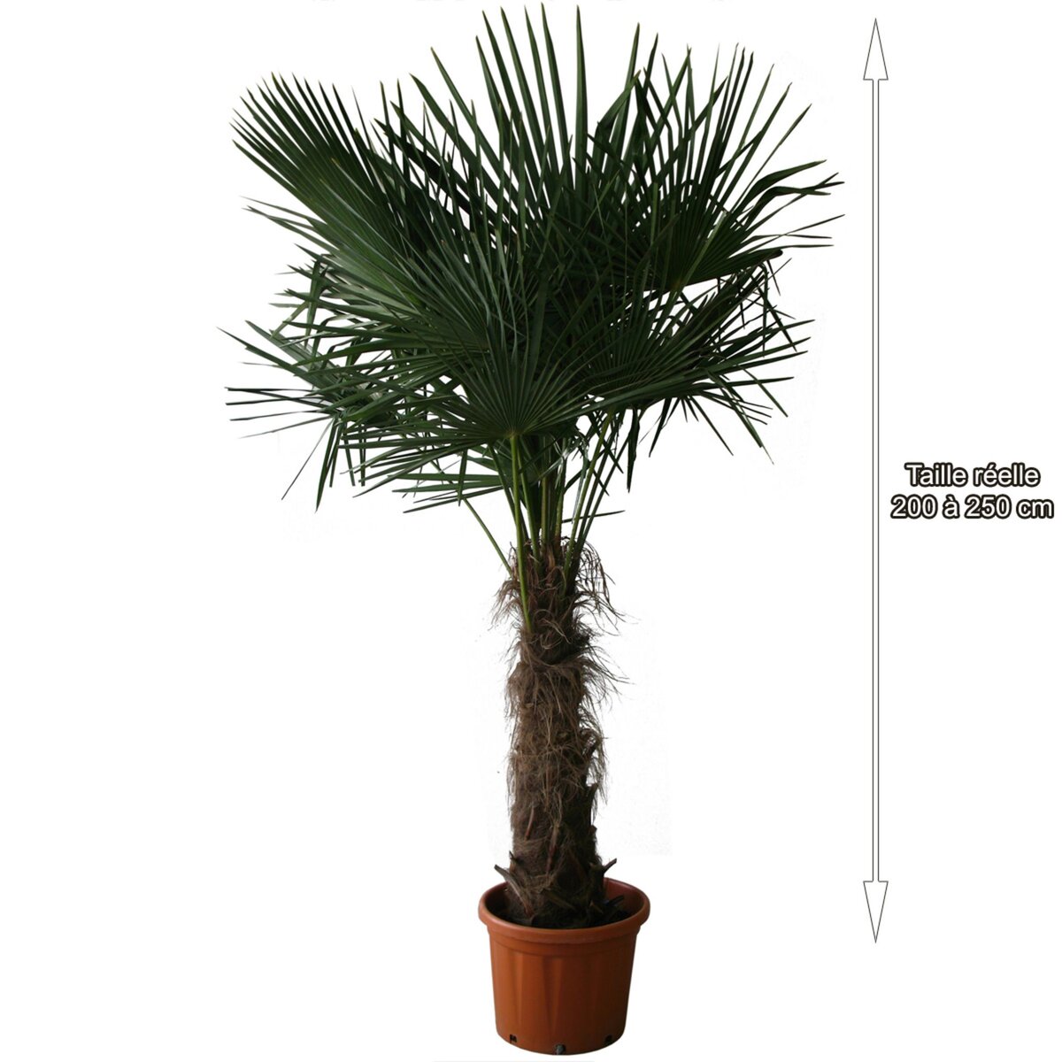 Palmier chanvre