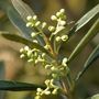 Voir la diapositive 3 : PLANT IN A BOX Olivier - Olea europaea - Hauteur 155-170cm - ⌀27cm