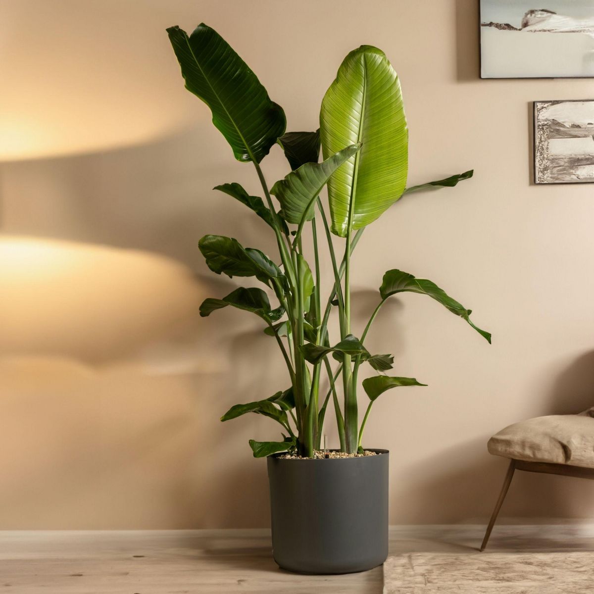 PLANT IN A BOX Oiseau de paradis - Strelitzia nicolai - Hauteur 150-170cm - ⌀28cm