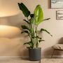 Voir la diapositive 4 : PLANT IN A BOX Oiseau de paradis - Strelitzia nicolai - Hauteur 150-170cm - ⌀28cm