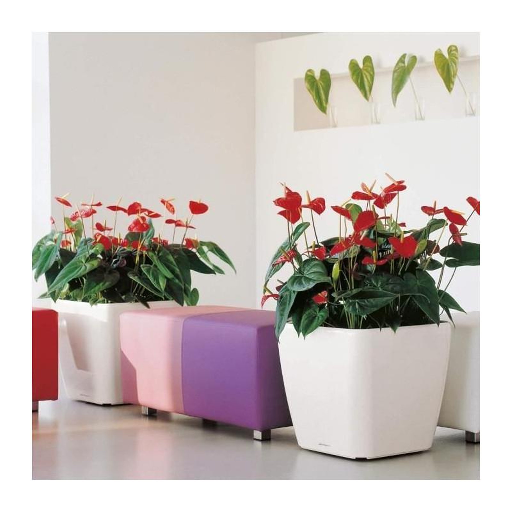 Voir la diapositive 4 : LECHUZA Pot Quadro Premium LS 50 - kit complet, blanc brillant 50 cm