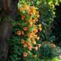 Voir la diapositive 4 : PLANT IN A BOX Bignone à trompettes - Campsis radicans - Hauteur 110-120cm - ⌀17cm