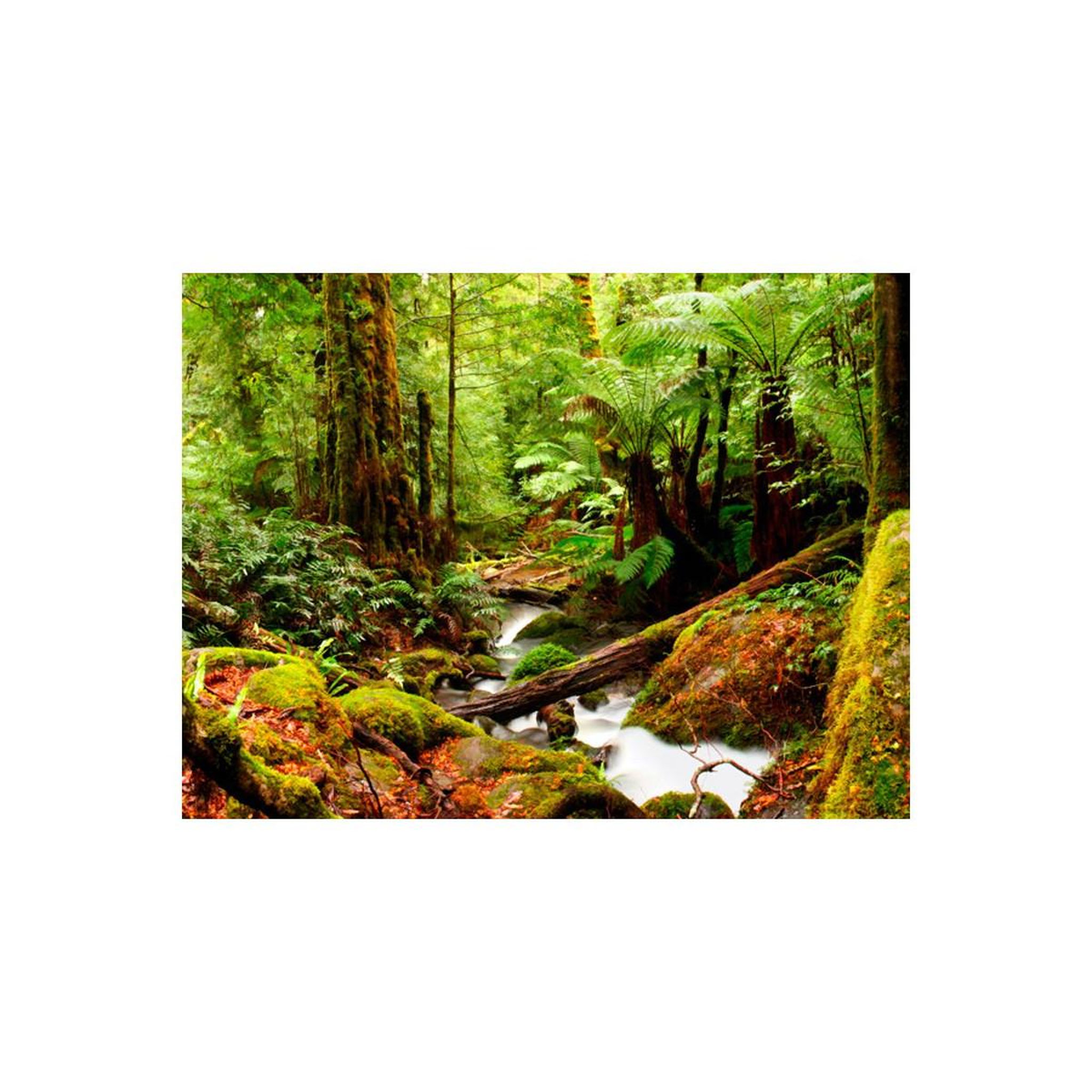 Voir la diapositive 2 : Paris Prix Papier Peint  Forêt Tropicale