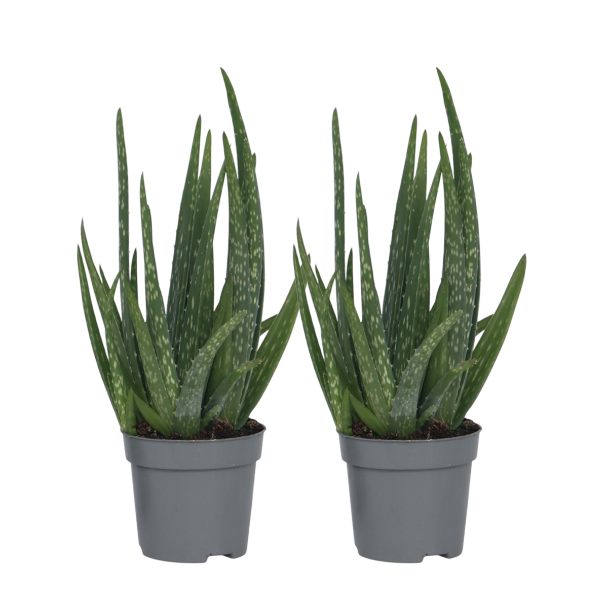 PLANT IN A BOX Aloe vera - Set de 2 - Aloe barbadensis - Hauteur 25-40cm - ⌀10,5cm