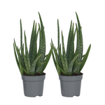 PLANT IN A BOX Aloe vera - Set de 2 - Aloe barbadensis - Hauteur 25-40cm - ⌀10,5cm