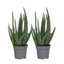 Voir la diapositive 1 : PLANT IN A BOX Aloe vera - Set de 2 - Aloe barbadensis - Hauteur 25-40cm - ⌀10,5cm