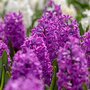 Voir la diapositive 3 : PLANT IN A BOX Bulbes de jacinthes - Lot de 10 - Hyacinthus 'Purple Voice' - Bulbes à fleurs