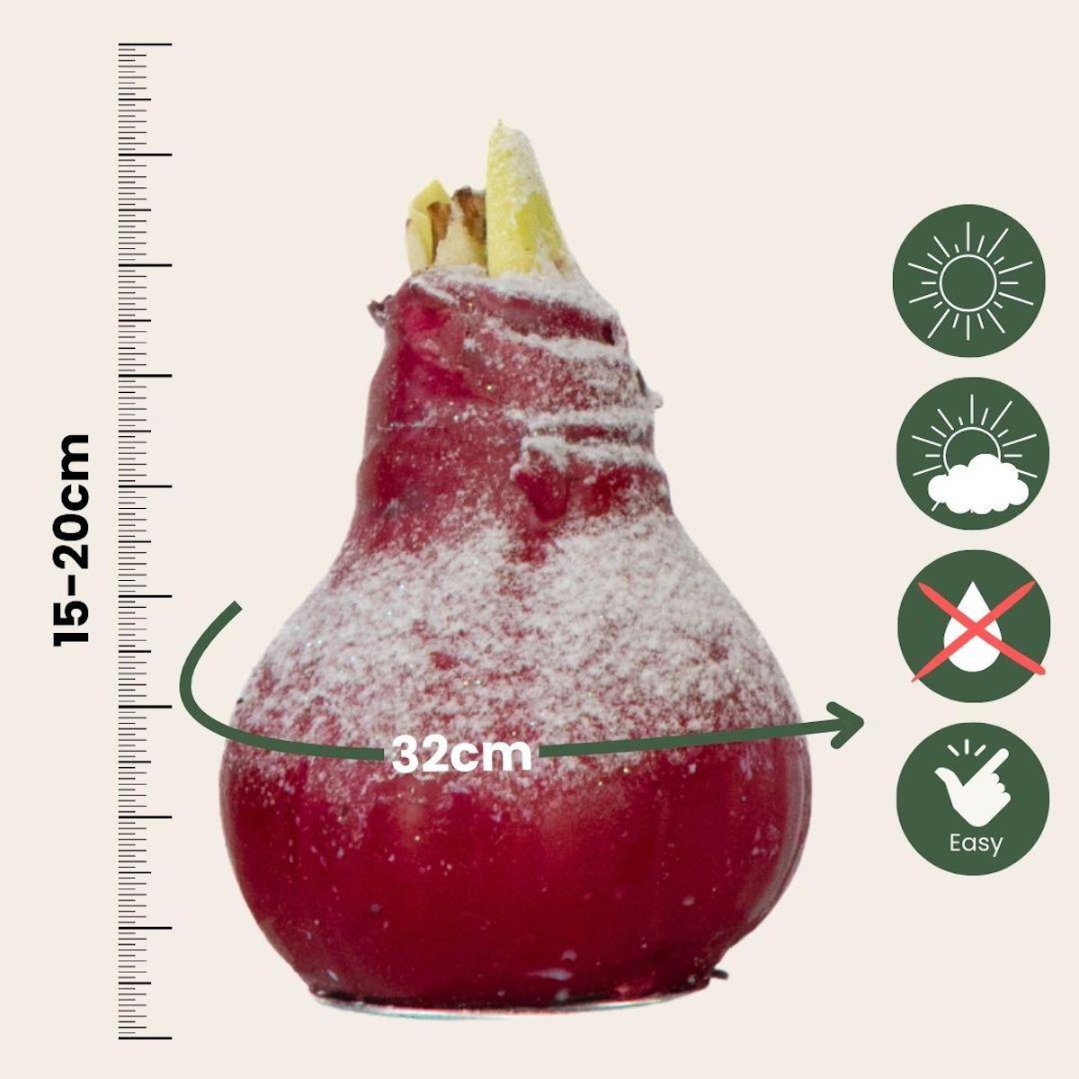 PLANT IN A BOX Amaryllis - Hippeastrum 'Wax Snow Mix' - Bulbe de fleur - Rouge