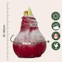 Voir la diapositive 2 : PLANT IN A BOX Amaryllis - Hippeastrum 'Wax Snow Mix' - Bulbe de fleur - Rouge
