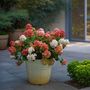 Voir la diapositive 4 : PLANT IN A BOX Hortensia - Set de 2 - Hydrangea paniculata 'Wim's Red' - H25-40cm - ⌀19cm
