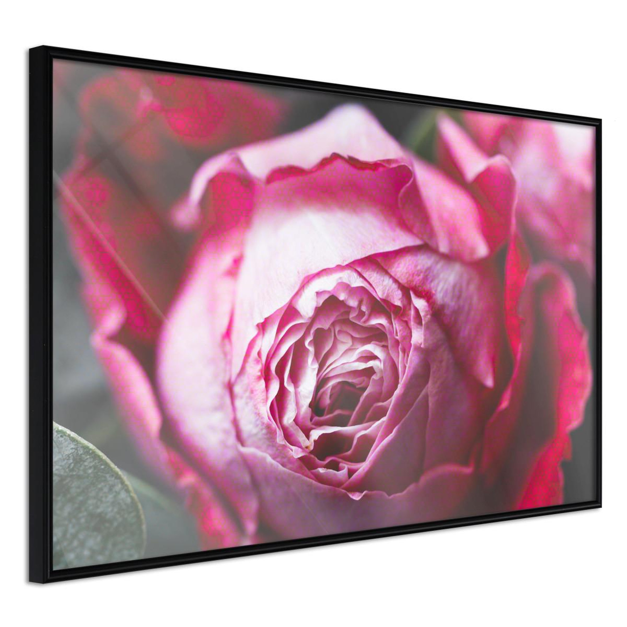 Paris Prix Affiche Murale Encadrée  Blooming Rose