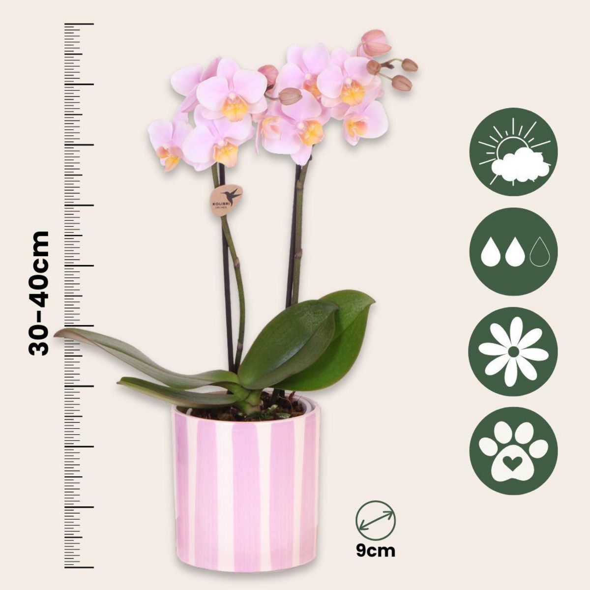 PLANT IN A BOX Coffret cadeau orchidée 'Pink S' - Phalaenopsis - Hauteur 30cm