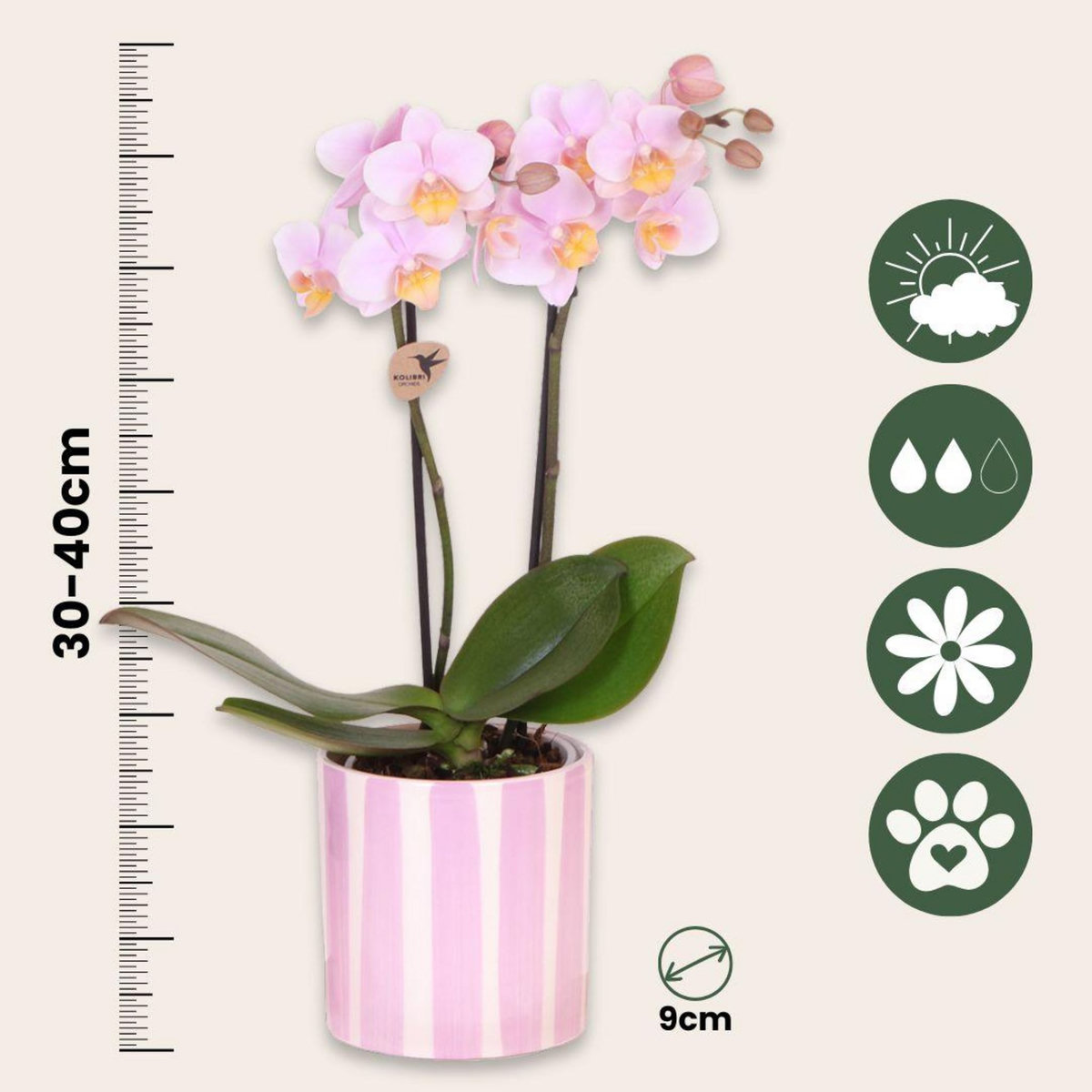 PLANT IN A BOX Coffret cadeau orchidée 'Pink S' - Phalaenopsis - Hauteur 30cm