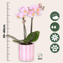 Voir la diapositive 2 : PLANT IN A BOX Coffret cadeau orchidée 'Pink S' - Phalaenopsis - Hauteur 30cm