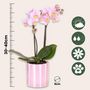 Voir la diapositive 2 : PLANT IN A BOX Coffret cadeau orchidée 'Pink S' - Phalaenopsis - Hauteur 30cm