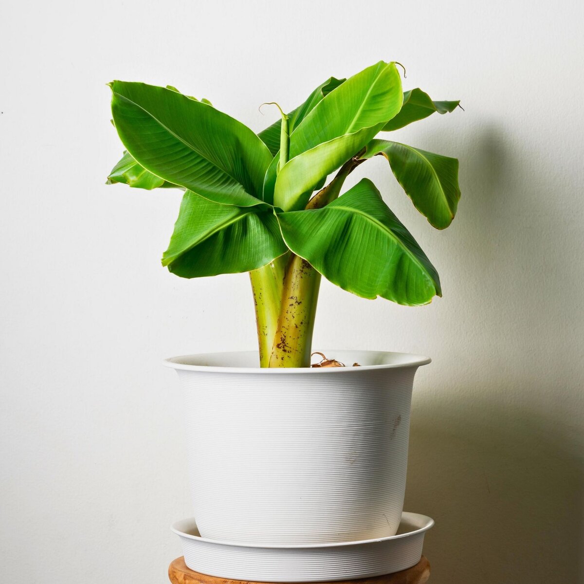 PLANT IN A BOX Bananier du Japon - Set de 2 - Musa basjoo - Hauteur 25-40cm - ⌀9cm