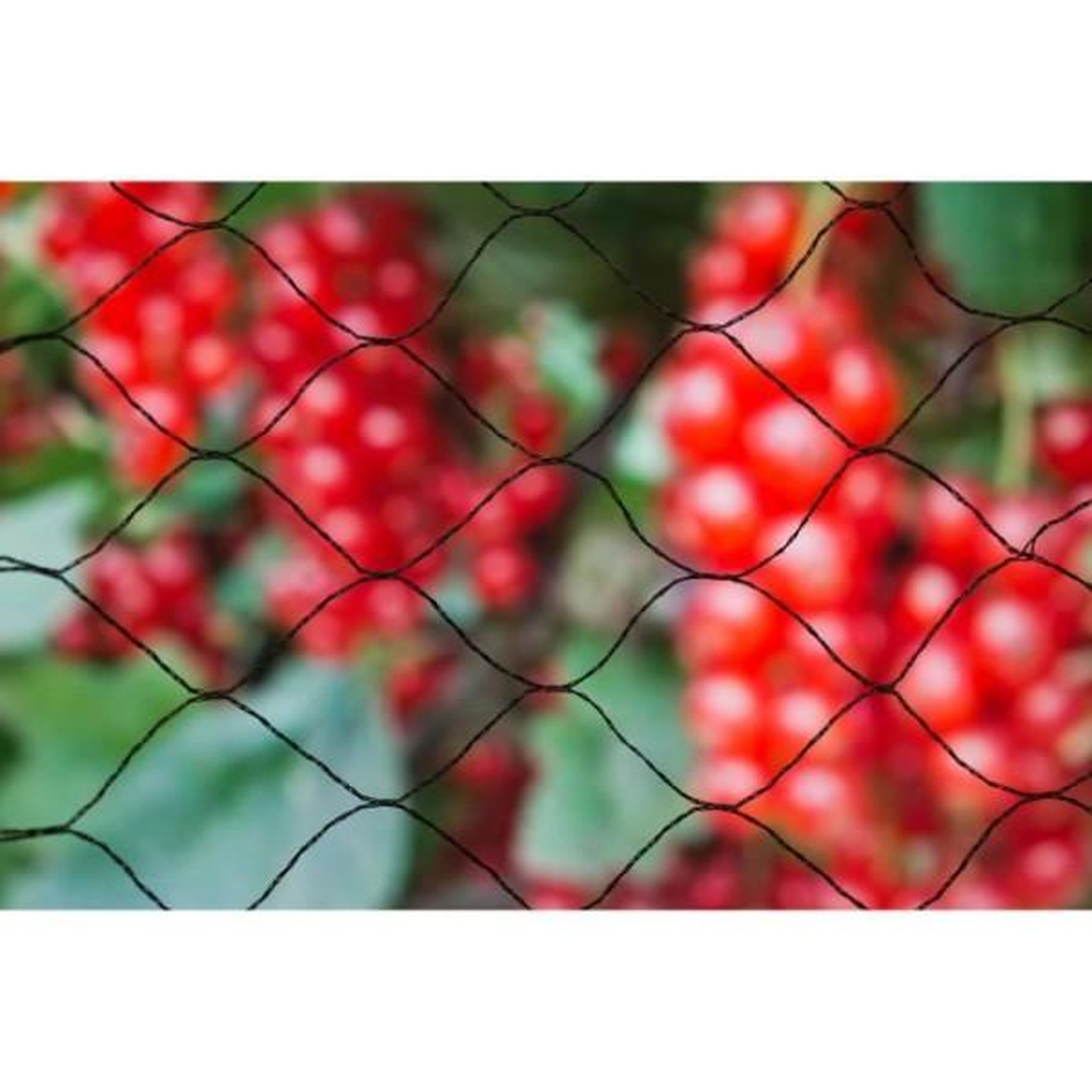 NATURE Filet anti-oiseaux Primo 5x2m en maille tricotée polyéthylene 12gr/m² noir