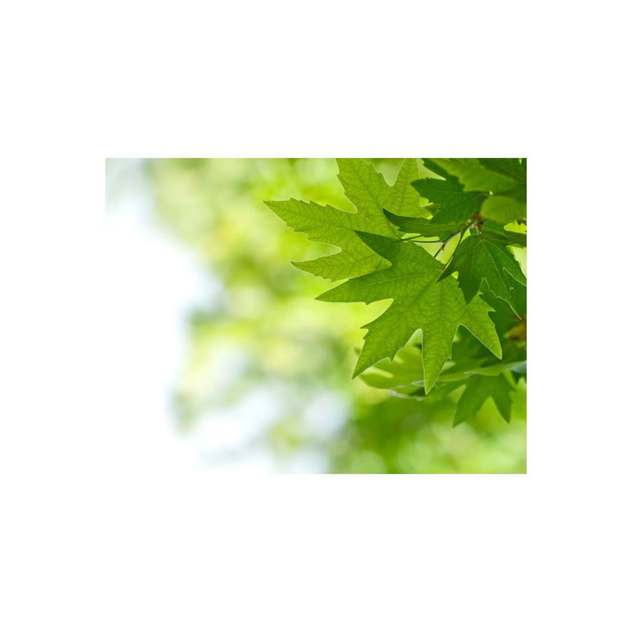 Voir la diapositive 2 : Paris Prix Papier Peint  Feuilles Shallow Focus