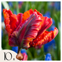 Voir la diapositive 1 : PLANT IN A BOX Tulipe - Set de 10 - Tulipa 'Rasta Parrot' - Bulbes à fleurs - Blanc