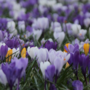 Voir la diapositive 4 : PLANT IN A BOX Fleur printanière - Set de 30 - Crocus 'Large Flowering Mix' - Bulbes à fleurs