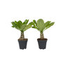 Voir la diapositive 1 : PLANT IN A BOX Palmier hawaïen - Set de 2 - Brighamia 'Insignis' - Hauteur 25-35cm - ⌀12cm