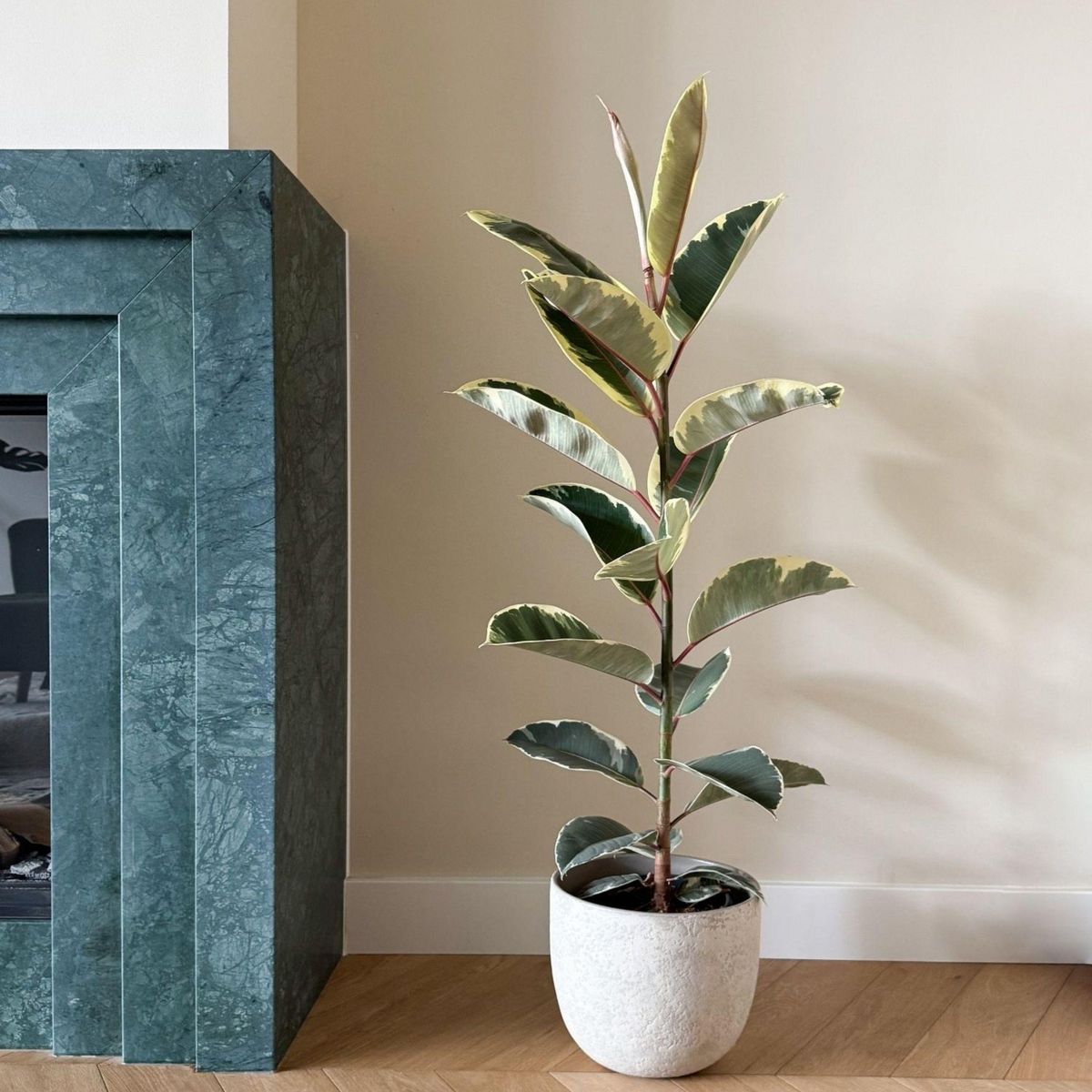 PLANT IN A BOX Caoutchouc - Ficus Elastica 'Tineke' - Hauteur 75-100cm - ⌀24cm