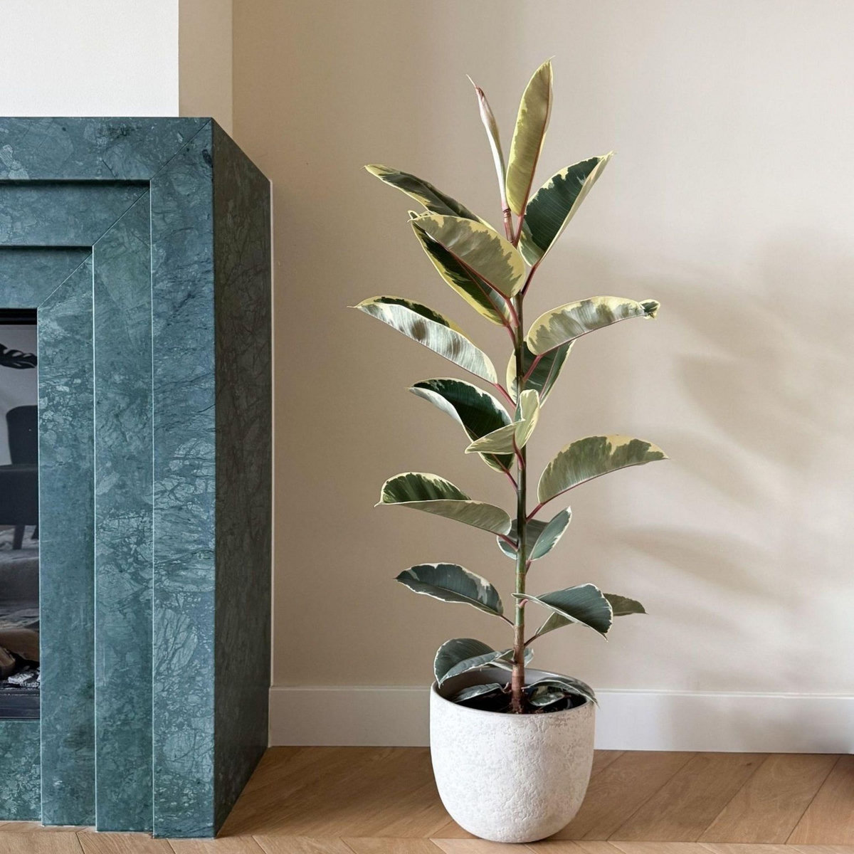 PLANT IN A BOX Caoutchouc - Ficus Elastica 'Tineke' - Hauteur 75-100cm - ⌀24cm
