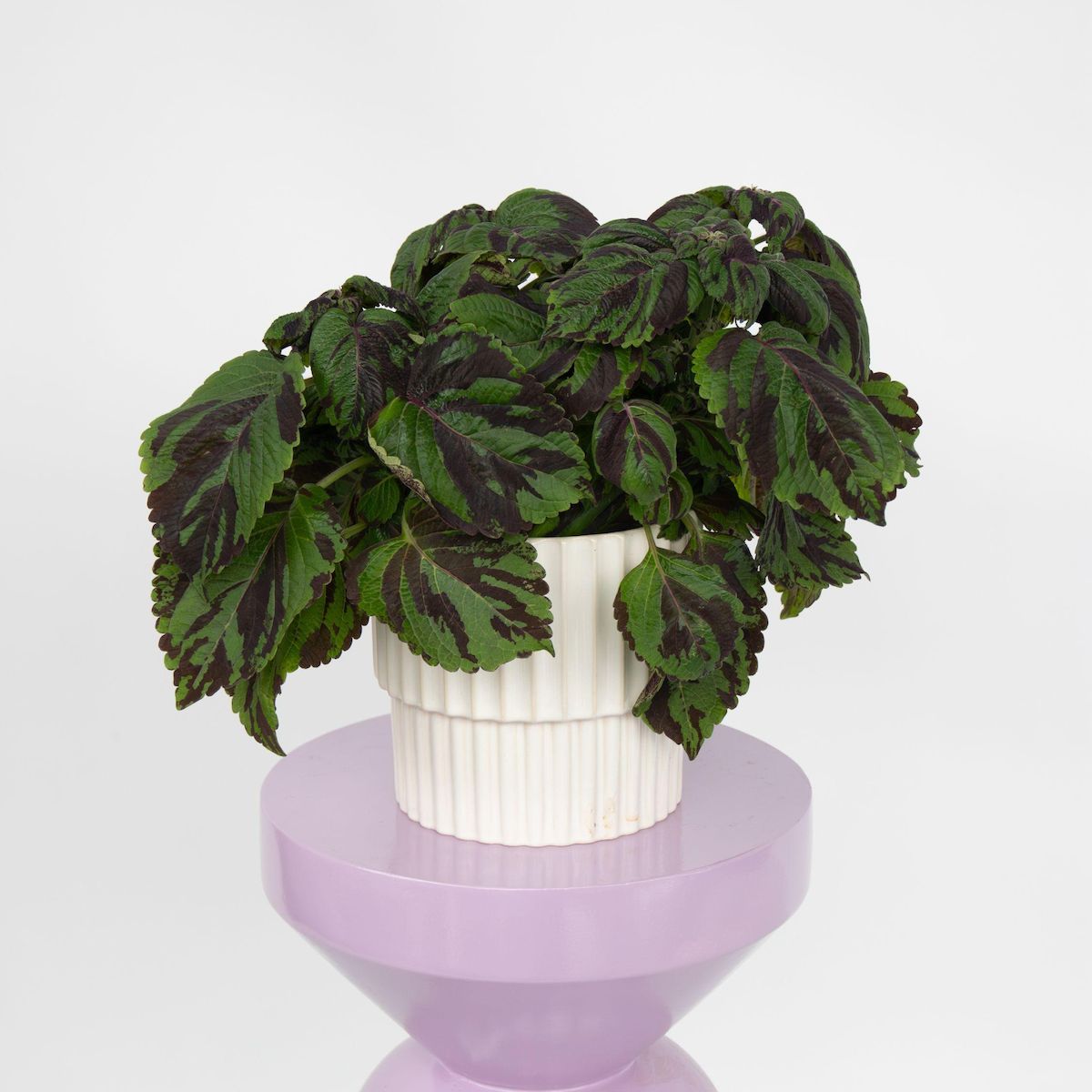 PLANT IN A BOX Coléus - Coleus Tiger - Hauteur 25-35cm - ø17cm