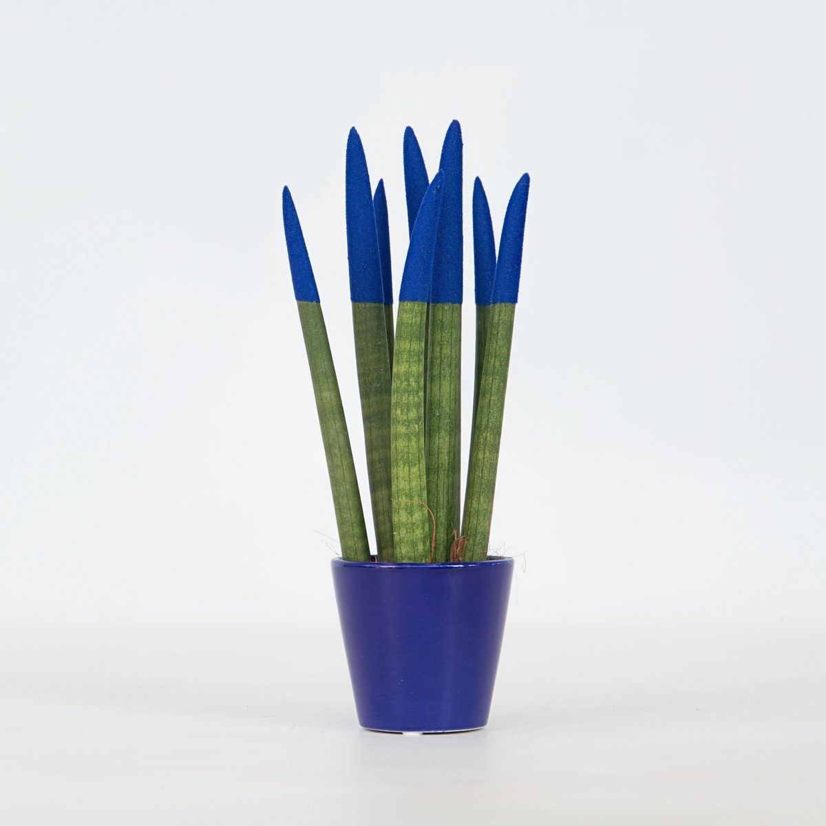 PLANT IN A BOX Sansevieria cylindrique - Hauteur 20-40cm - Pot 9cm