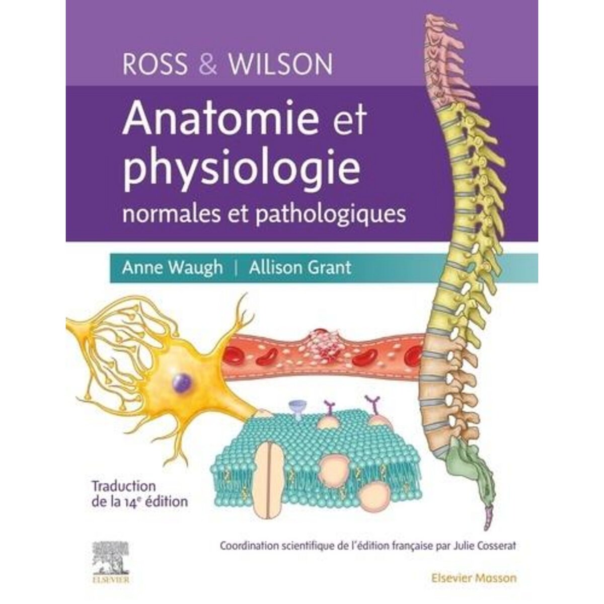 ROSS ET WILSON. ANATOMIE ET PHYSIOLOGIE NORMALES ET PATHOLOGIQUES, 14 EDITION, Waugh Anne