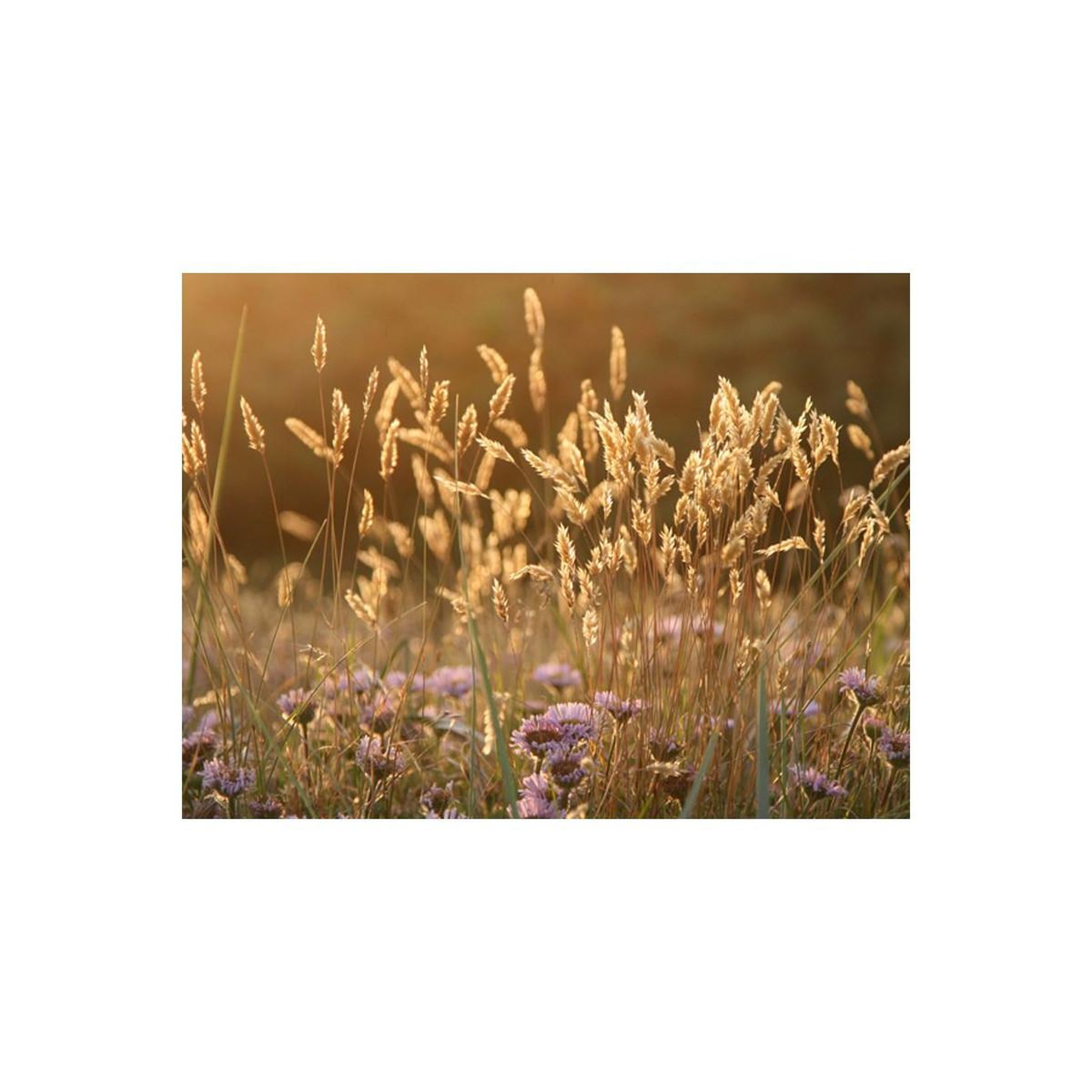 Voir la diapositive 2 : Paris Prix Papier peint  awakening ceral field