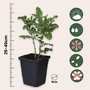 Voir la diapositive 2 : PLANT IN A BOX Dentelaire du Cap - Set de 3 - Plumbago auriculata - Hauteur 25-40cm - ⌀9cm