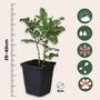 Voir la diapositive 2 : PLANT IN A BOX Dentelaire du Cap - Set de 3 - Plumbago auriculata - Hauteur 25-40cm - ⌀9cm