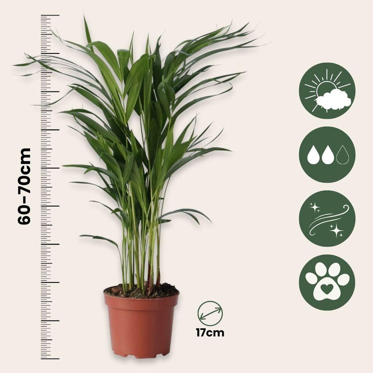 PLANT IN A BOX Palmier areca - Dypsis lutescens - Hauteur 60-70cm - ⌀17cm