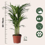 Voir la diapositive 2 : PLANT IN A BOX Palmier areca - Dypsis lutescens - Hauteur 60-70cm - ⌀17cm