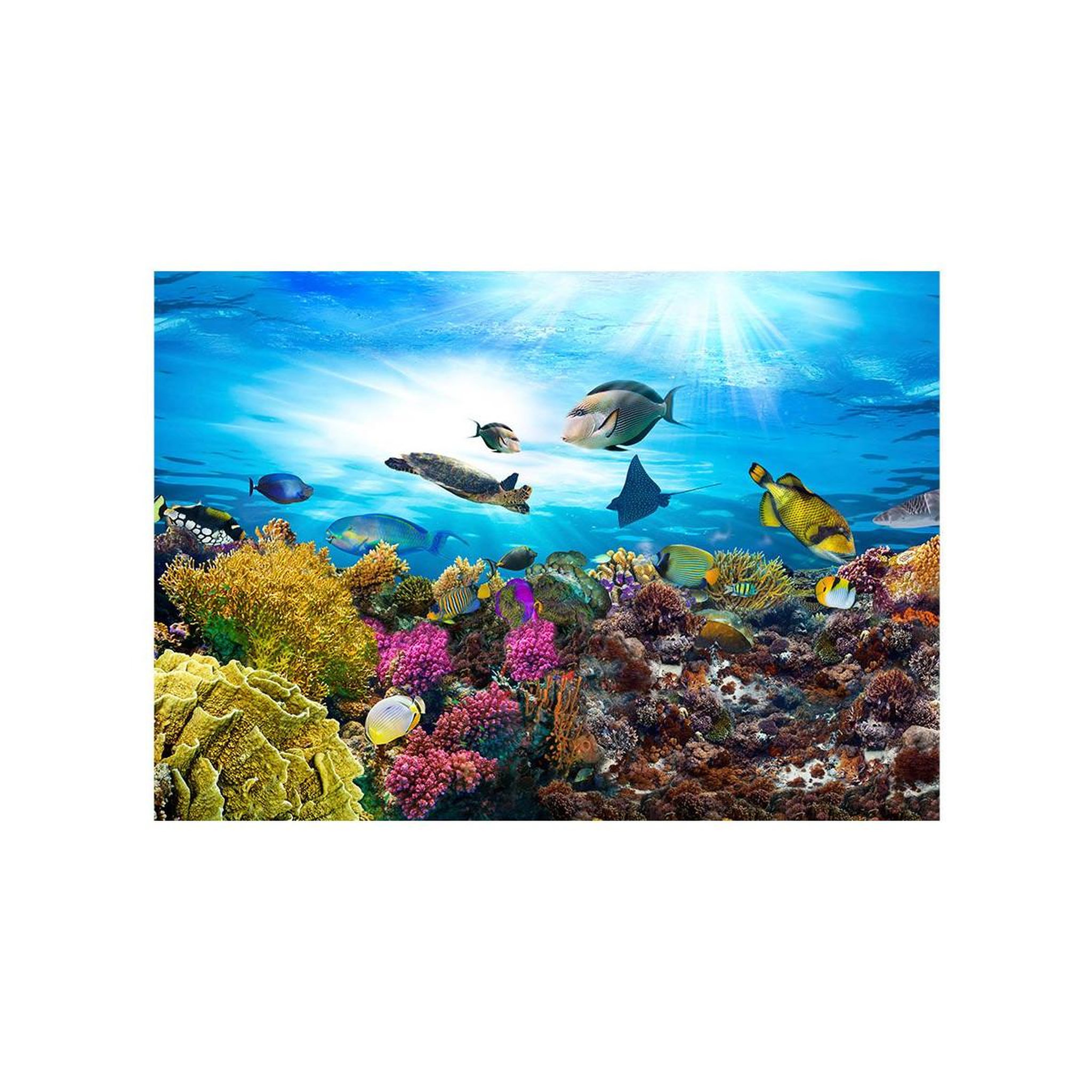 Voir la diapositive 2 : Paris Prix Papier Peint  Coral Reef