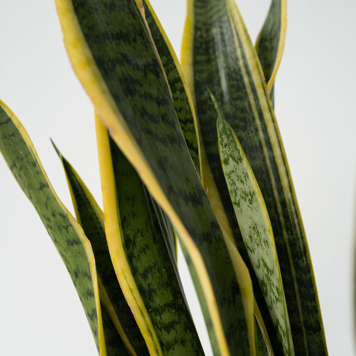 PLANT IN A BOX Langue de belle-mère - Sansevieria trifasciata Laurentii - H65-75cm - ⌀21cm