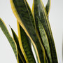 Voir la diapositive 3 : PLANT IN A BOX Langue de belle-mère - Sansevieria trifasciata Laurentii - H65-75cm - ⌀21cm