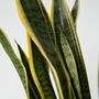 Voir la diapositive 3 : PLANT IN A BOX Langue de belle-mère - Sansevieria trifasciata Laurentii - H65-75cm - ⌀21cm