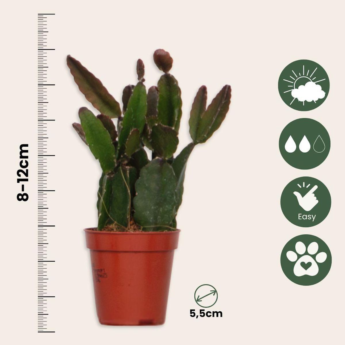 PLANT IN A BOX Cactus corail mix - Rhipsalis - Lot de 6 - Hauteur 8-12 cm - Pot 5.5 cm