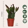Voir la diapositive 2 : PLANT IN A BOX Cactus corail mix - Rhipsalis - Lot de 6 - Hauteur 8-12 cm - Pot 5.5 cm