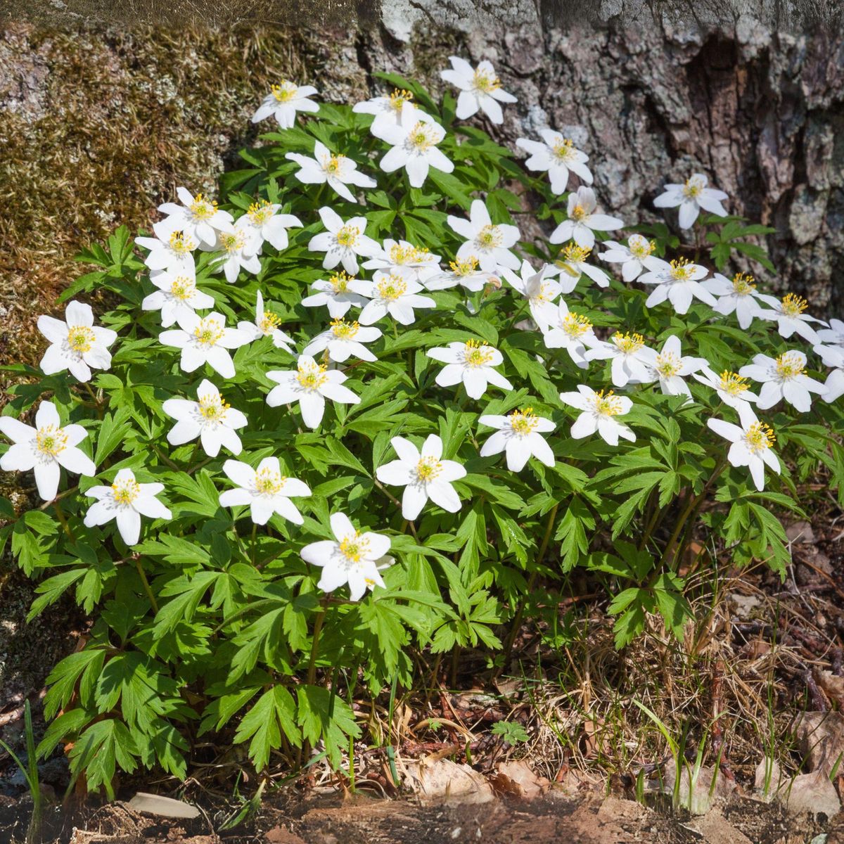 PLANT IN A BOX Rose de Noël - Set de 3 - Helleborus niger 'Mont Blanc' - H20-30cm - ⌀12cm