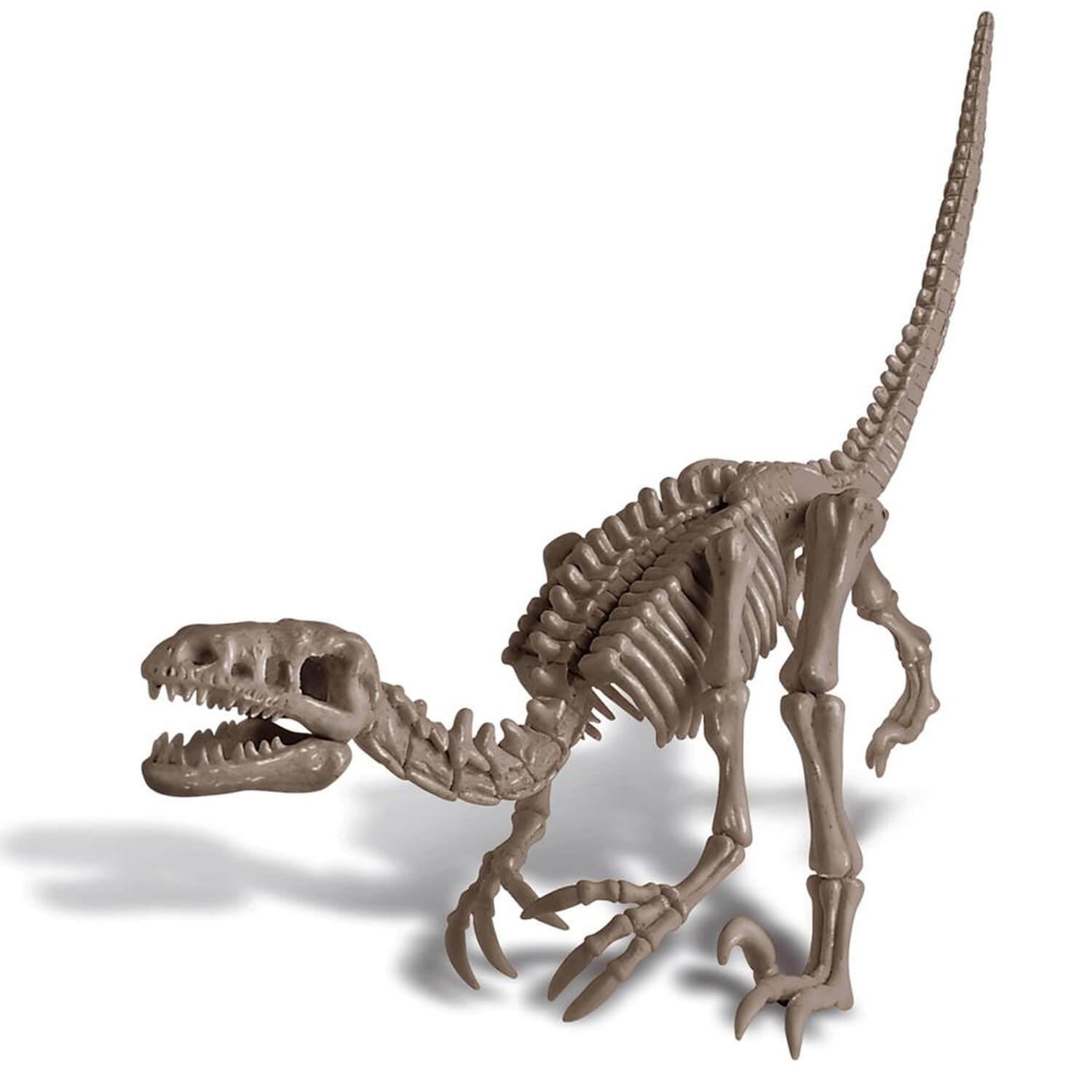 Voir la diapositive 2 : 4M Déterre ton dino : vélociraptor