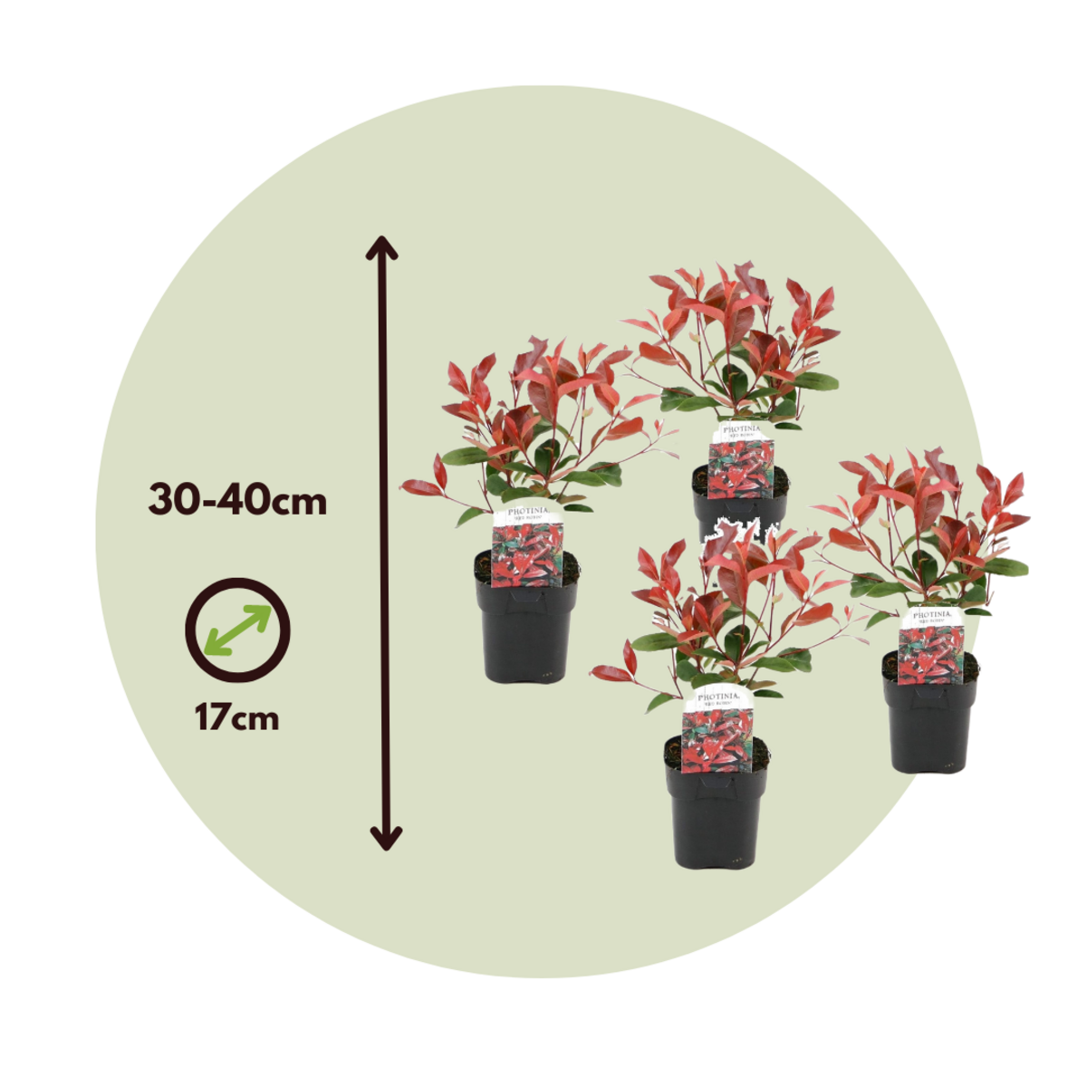 PLANT IN A BOX Feuille de noyer - Set de 4 - Photinia fraseri 'Red Robin' - H30-40cm - ⌀17cm