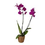 PLANT IN A BOX Orchidée papillon - Phalaenopsis - Hauteur 50-60cm - ⌀12cm