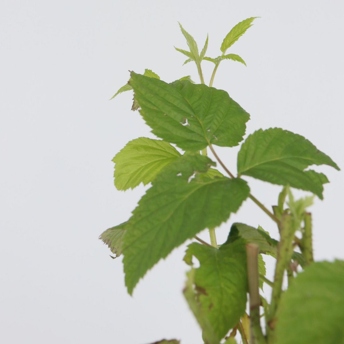 PLANT IN A BOX Framboisier - Set de 2 - Rubus idaeus 'Malling Promise' - H50-60cm - ⌀15cm