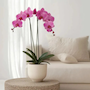 Voir la diapositive 4 : PLANT IN A BOX Orchidée papillon - Phalaenopsis - Hauteur 50-60cm - ⌀12cm