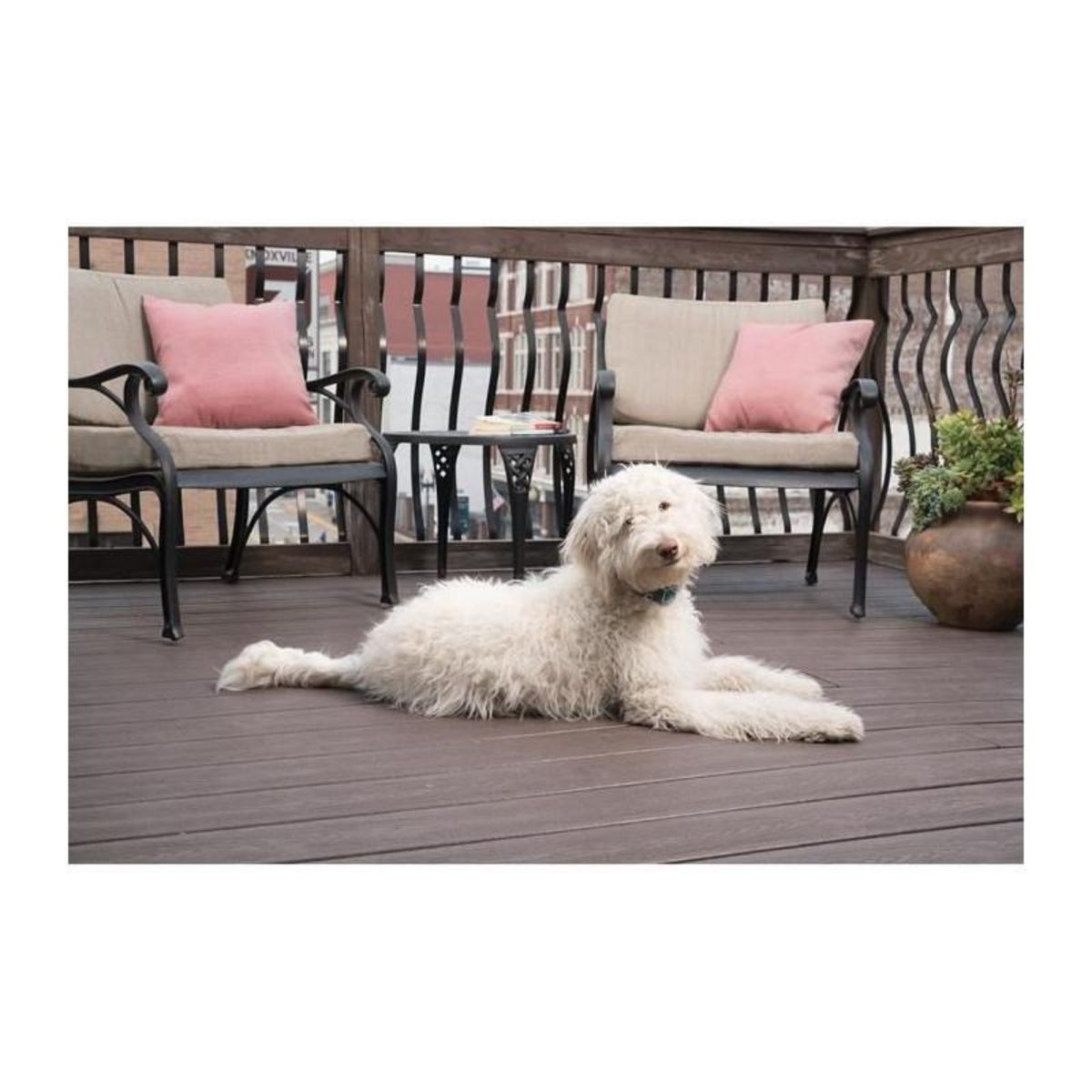 PETSAFE PBC19-16448 Collier Anti-aboiement LITE pour chien